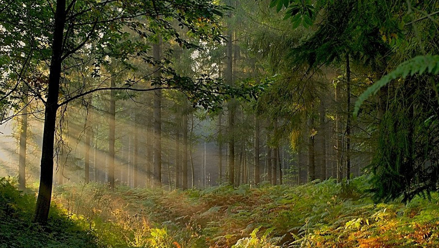 A la découverte de brocéliande